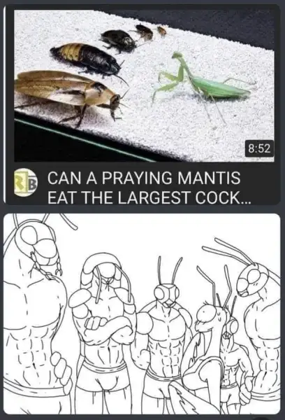 Praying_Mantis_Orgy_by_Idolomantises